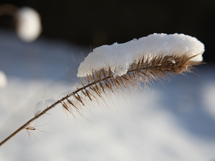  terra nova gras in de winter